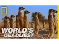 Meerkats Mob Rule World s Deadliest