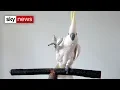 Download Lagu This cockatoo sure can dance