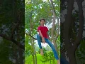 Download Lagu #Video | रंगदारे हीऔ रंगदारे रहबौ - #Raushan Rohi, #Srishti Bharti - #रंगदारी गाना - New Maghi Song