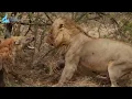 African Wild Dogs. Pack Power Spreads Fear in Botswana #naturedocumentary | Wild Kingdoom