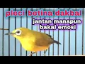 Download Lagu Suara Pleci Betina Memanggil Jantan || Pleci Betina Dakbal