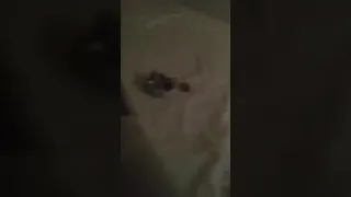 psk dari michat mandi dulu biar wangi langsung gasss sedap sedapp