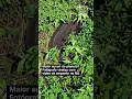 Download Lagu #Shorts | Maior sucuri do planeta ou ilusão de ótica?