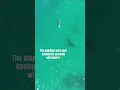 Lagu Watch to the end to see a dolphin chase a great white shark! 🦈 🐬#funny #greatwhite #sharkweek