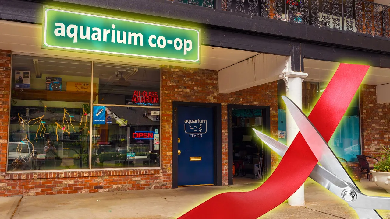 The Truth Behind Opening a Fish Store