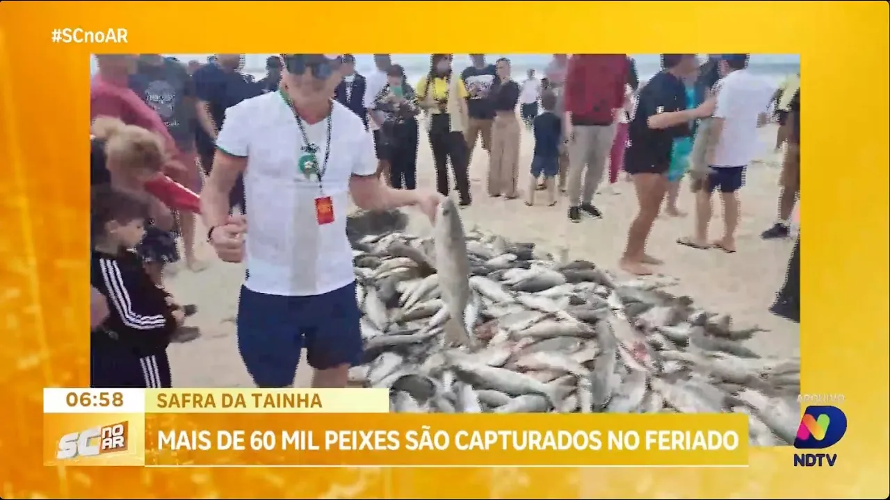 Safra da Tainha: mais de 60 mil peixes são capturados no feriado