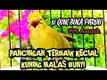 si QUIK BUKA PARUH || PANCINGAN TERBAIK KECIAL KUNING