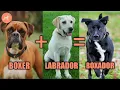 Boxador A Complete Guide to The Boxer Labrador Mix