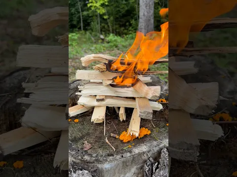 Steak & Yellow Beans Cooked Over a Tree Stump - Campfire 🥩🪵