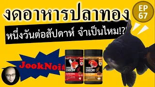 งดอาหารปลาทอง 1 วันต่อสัปดาห์ จำเป็นหรือไม่ รีวิว อาหารปลาทอง Deep Insect Inside #goldfish EP67