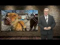 St Joseph Animal Shelter at capacity