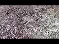 Amazing Indiana Bobcat catch