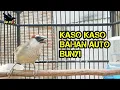 Download Lagu 🔴 Kaso Kaso Betina Ampuh Pancing Bunyi