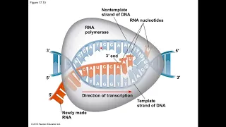Module 2 Lesson 2 Central Dogma Part 1