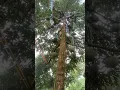 Download Lagu DURIAN TERMAHAL!!! pohon durian ochee dan durian musangking berbuah lebat sekali