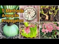 How to Multiply Amaryllis Bulbs from One to Dozens 5 Methods of Amaryllis Propagation