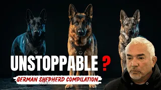 Dangerous or Misunderstood? 30 Years of German Shepherd Rehab with Cesar Millan