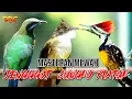 Download Lagu MASTERAN CUCAK JENGGOT - PLATUK BAWANG - CUCAK CUNGKO MP3