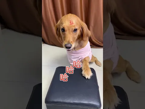 Dog: No "little red flower" for me? I'm getting all emo... 😭😭😭 #dog #goldenretriever #pets #funny