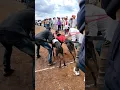 Download Lagu ✨💯🔥Dog Race Greyhound Dog Race Status | #dograce #youtubeindia#short#Doglover