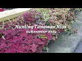 Lagu Terimakasih ibu yg baik,sdh di kasih ijin video dan petik miananya😍.#plants#tanamanhias