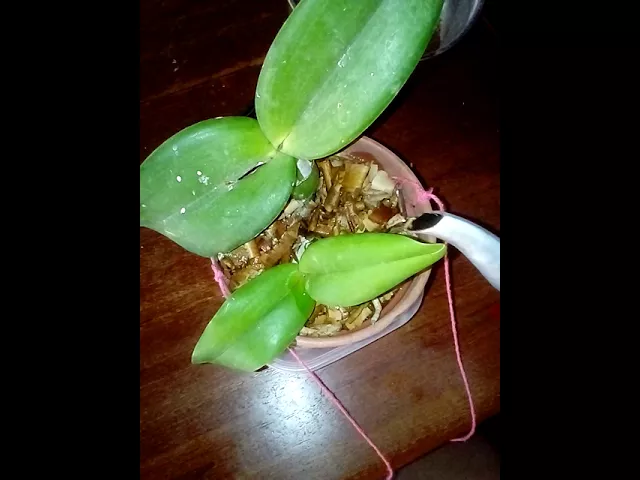 ADUBO CASEIRO PARA ORQUÍDEAS