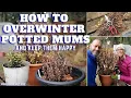 How to Easily Overwinter Your Potted Mums