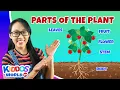 Parts of the Plant Learning About Plants Teaching Photosynthesis and Importance of Plants