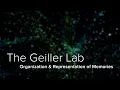 The Hippocampus Cortical Circuits Memories - The Geiller Lab at Yale School of Medicine