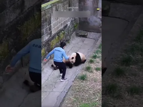 Cutest Animal Panda 🐼