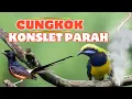 Download Lagu CUCAK CUNGKOK GACOR PARAH SAMPI KONSLET