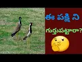 Download Lagu తీతువు పిట్ట ( Red-wattled lapwing) దాని హంగామా // view from our Balcony// in Telugu