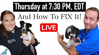 5 Signs You Have A Dog Training "Leadership" Problem