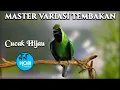 Download Lagu master variasi tembakan cucak hijau