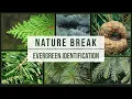 Nature Break Evergreen Identification