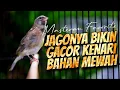 Lagu PANCINGAN KENARI PAUD CEPET GACOR - MASTERAN ISIAN BLACKTHROAT GACOR SUARA JERNIH FAVORITE