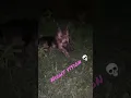 Download Lagu Try to hide herself in grass @ Bella