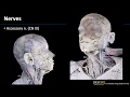Anterior Neck - Nerves
