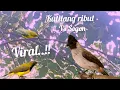 Download Lagu Suara Pikat Kutilang Ribut Vs Sogon Paling Viral