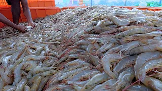 UDANG YANG LEZAT!! PRODUSEN UDANG TERBESAR DI DUNIA