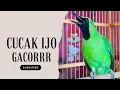 Lagu FULL Nembak Panjang-Panjang - Cucak Ijo Ngotot bongkar Isian Kasar