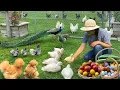Download Lagu Nature Is the Best Medicine 🌿 Peaceful Organic Living with Gardens, Animals \u0026 Nourishing Meals