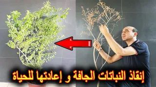 طريقة إنقاذ النباتات الجافة و إعادتها للحياة من جديد 