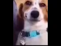 Download Lagu What da dog doing ?