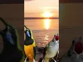 Download Lagu masteran cucak cungkok vs kapas tembak#masteranburungmurai #birds #murai batu#vidio shot
