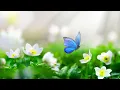 Download Lagu Relaxing music treats diseases of the heart and blood vessels🌿Gentle music, calms the nervous system