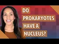 Do prokaryotes have a nucleus