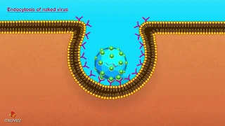 Entry Of Virus Into Host Cell Microbiology Animations 