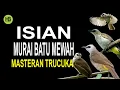 Lagu Masteran Trucukan Isian Murai Batu Mewah