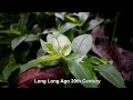 Download Lagu Long Long Ago 20th Century + Lyrics karaokê